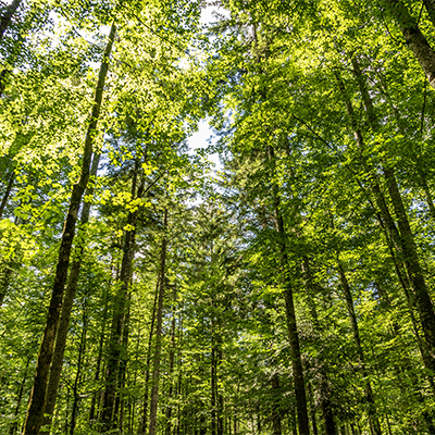 Teknolojik Çözümler