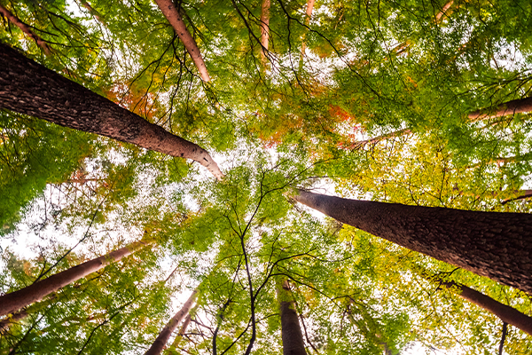 İzin ve Danışmanlık Hizmetleri