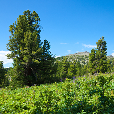 Danışmanlık Çözümleri